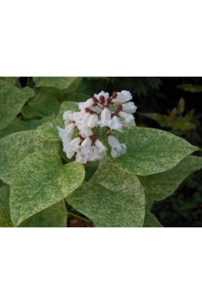 Квіти катальпи чудова ’Пульверулента’